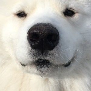 Meet your Posher, Gilbert